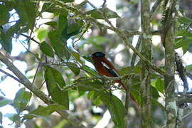 Malagasy Paradise Flycatcher