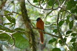 Malagasy Paradise Flycatcher