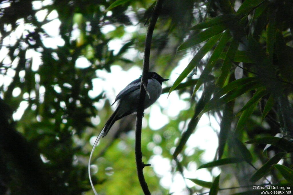 Malagasy Paradise Flycatcher