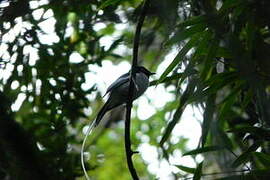 Malagasy Paradise Flycatcher