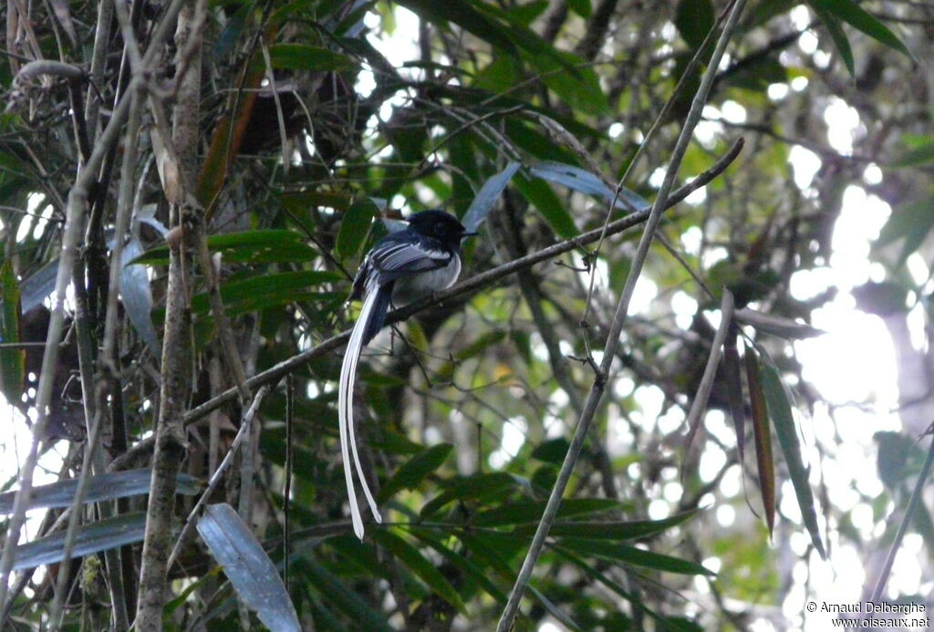 Malagasy Paradise Flycatcher