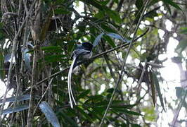 Malagasy Paradise Flycatcher