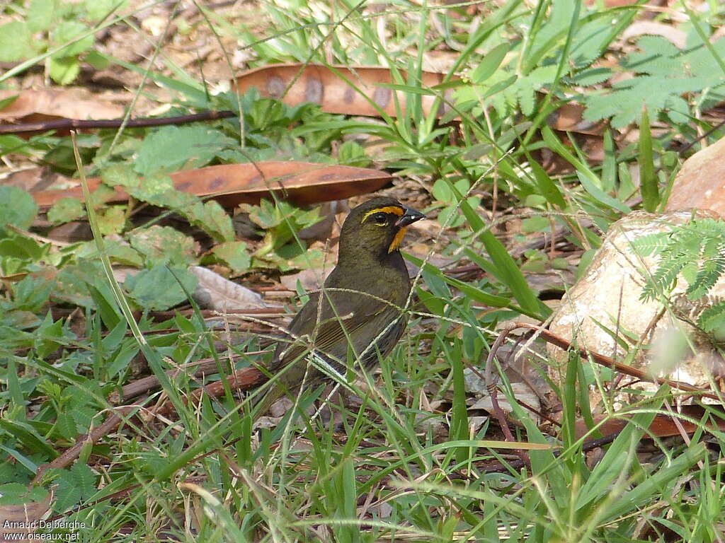 Tiaris grand-chanteur mâle, adulte, habitat, pigmentation, pêche/chasse