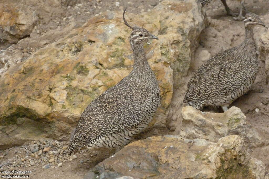 Elegant Crested Tinamouadult, identification