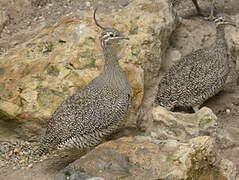 Elegant Crested Tinamou