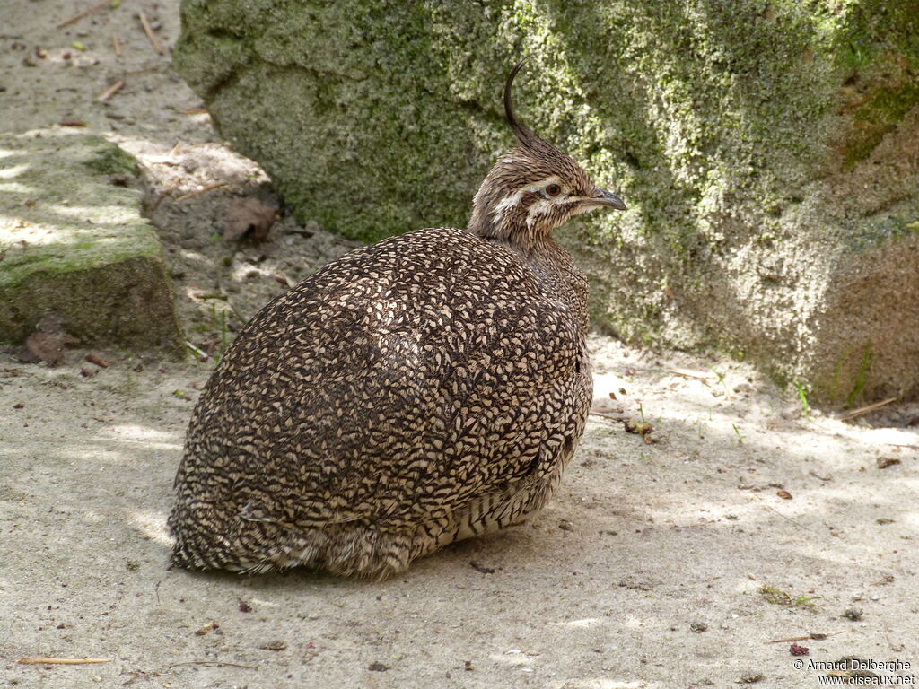 Elegant Crested Tinamou