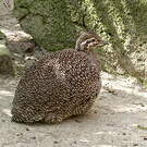 Tinamou élégant