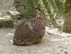 Elegant Crested Tinamou