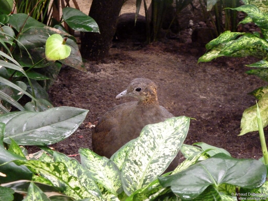 Solitary Tinamou