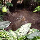 Tinamou solitaire