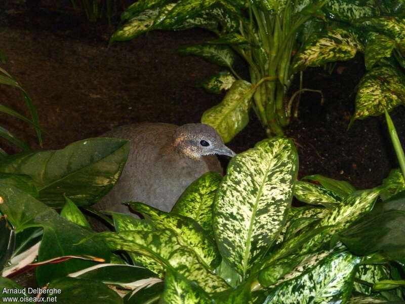Solitary Tinamou, close-up portrait