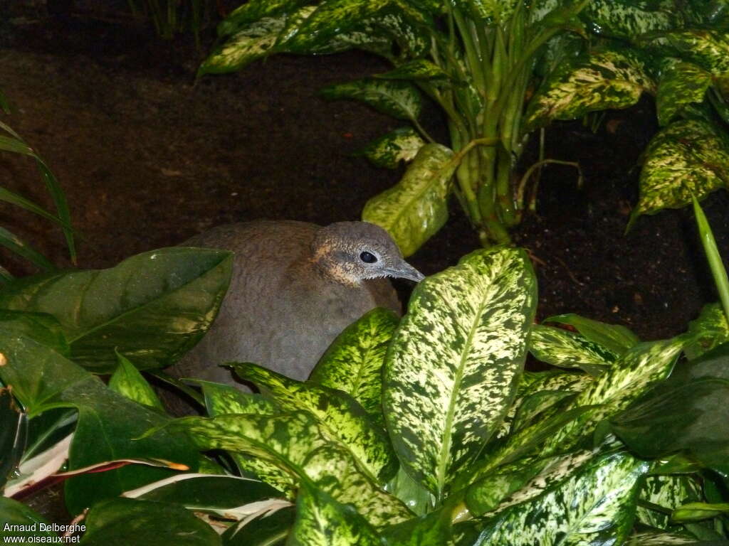 Solitary Tinamou, close-up portrait