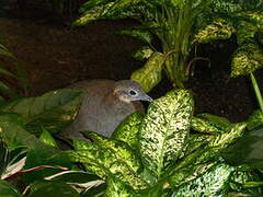 Solitary Tinamou