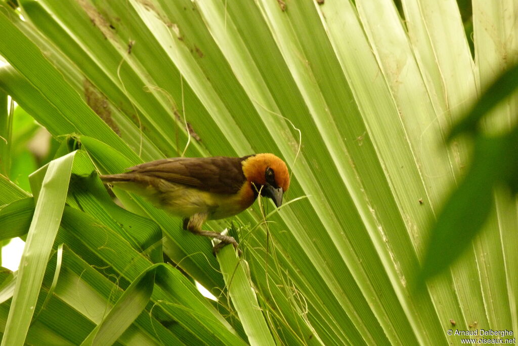 Black-necked Weaver