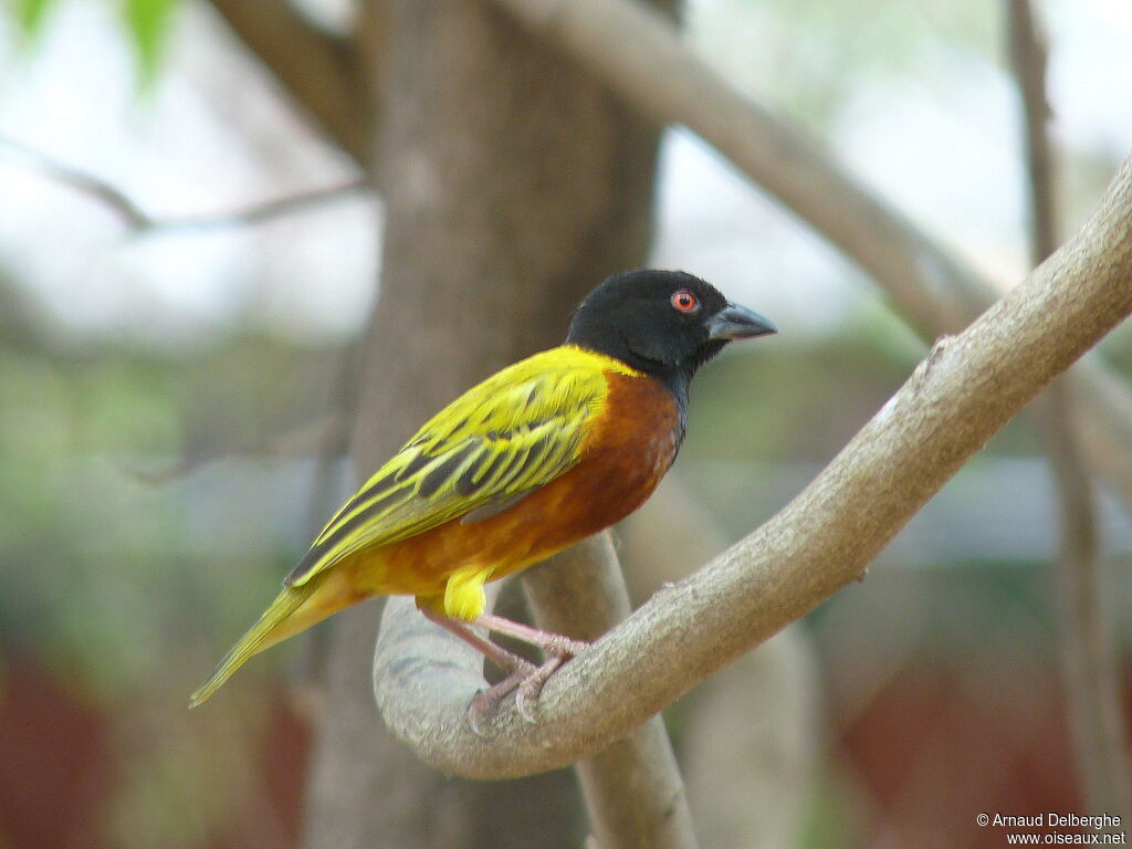 Golden-backed Weaver