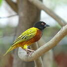 Tisserin à dos d'or