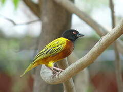 Golden-backed Weaver