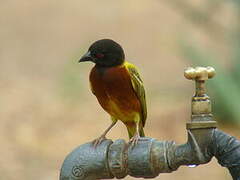 Golden-backed Weaver