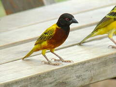 Golden-backed Weaver