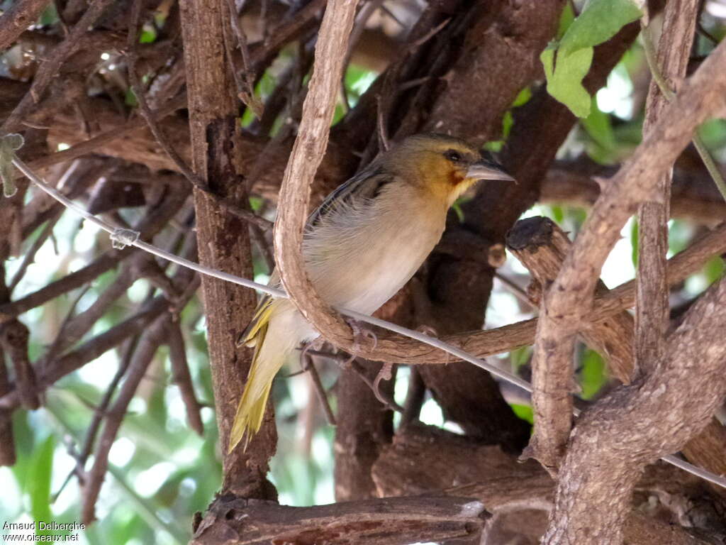 Southern Brown-throated Weaver male immature, identification