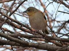 Southern Brown-throated Weaver