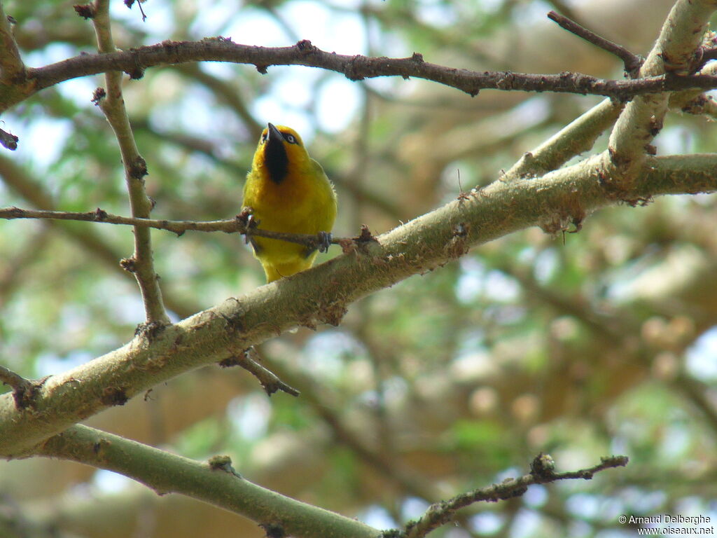 Spectacled Weaver