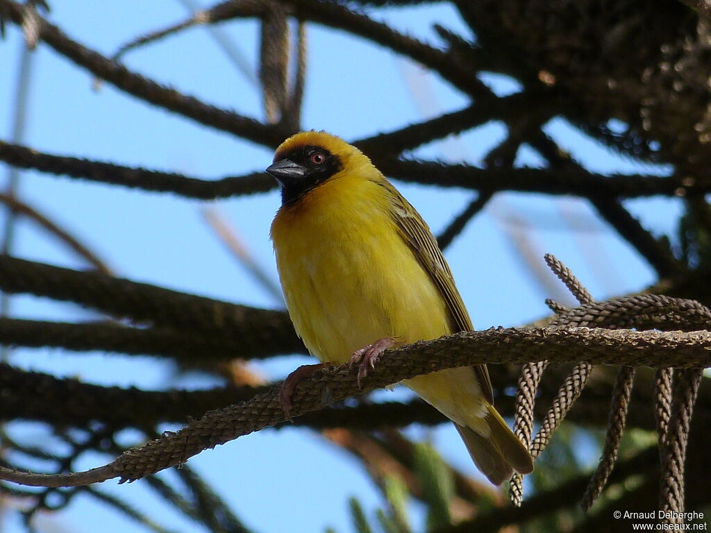 Tisserin à tête rousse mâle