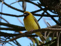 Southern Masked Weaver