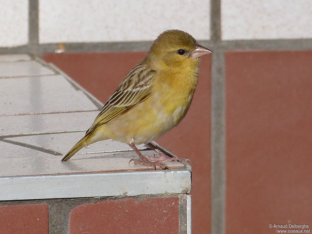 Southern Masked Weaver female