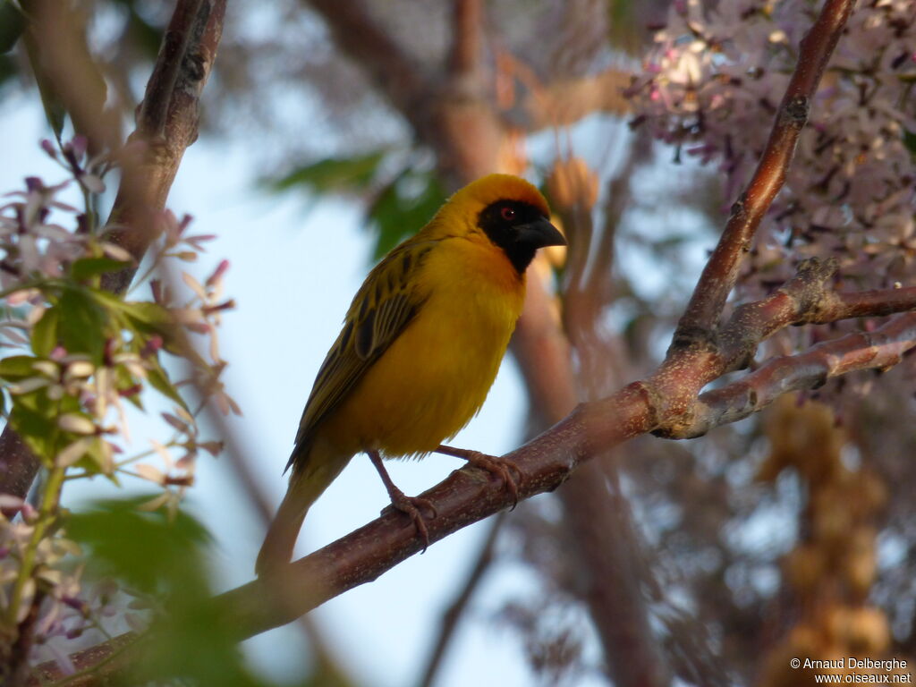 Tisserin à tête rousse