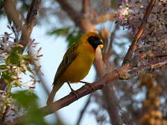 Southern Masked Weaver