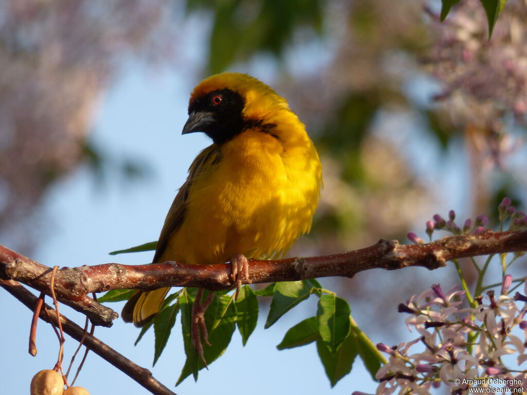 Southern Masked Weaver