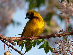 Tisserin à tête rousse