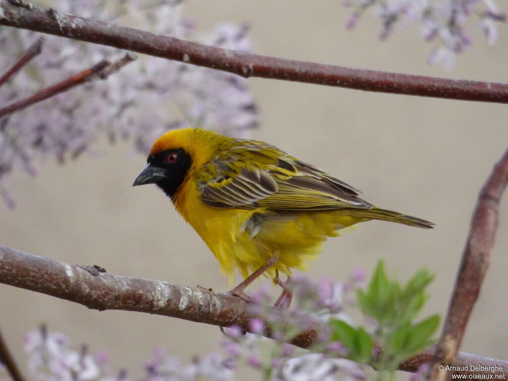 Southern Masked Weaver