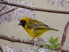 Southern Masked Weaver