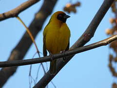 Southern Masked Weaver