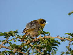 Baglafecht Weaver