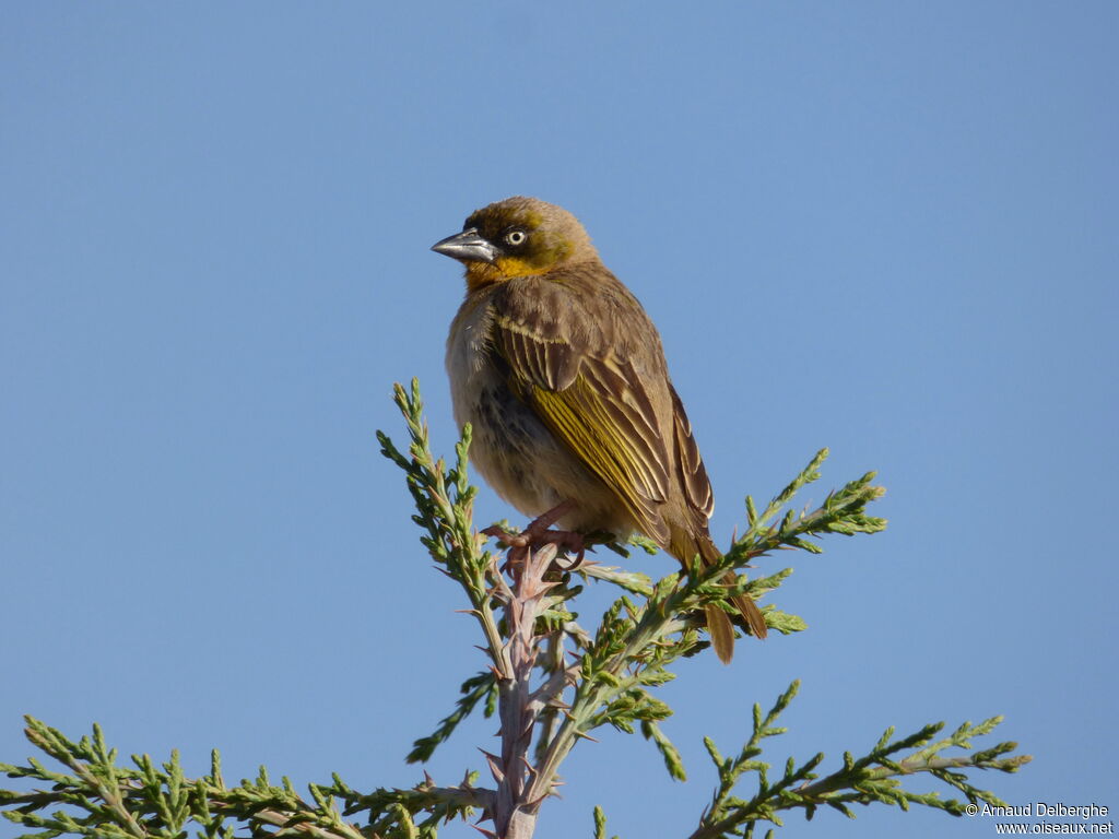 Baglafecht Weaver