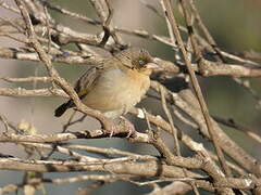 Baglafecht Weaver