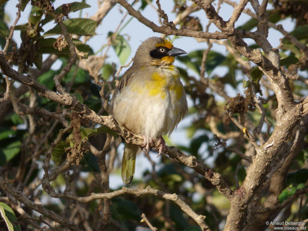 Baglafecht Weaver