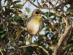 Baglafecht Weaver