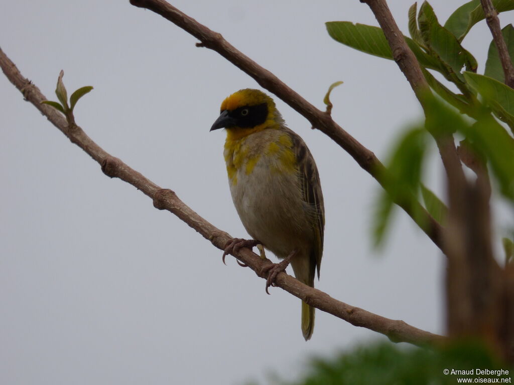 Baglafecht Weaver