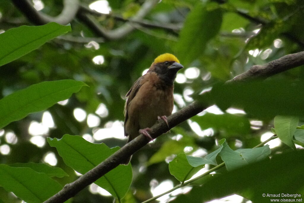 Baya Weaver