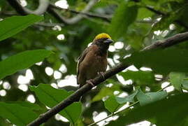 Baya Weaver