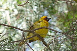 Rüppell's Weaver