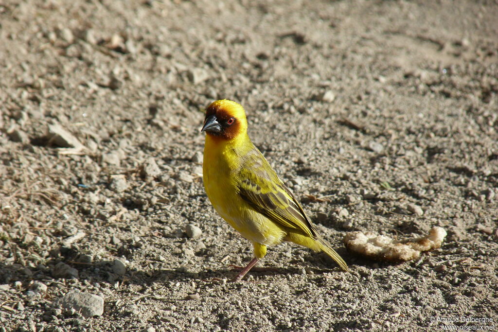 Rüppell's Weaver