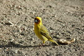 Rüppell's Weaver