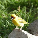 Tisserin de Rüppell