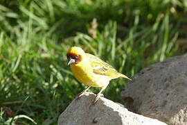 Rüppell's Weaver