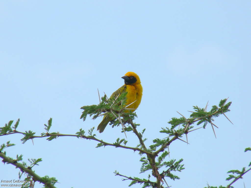 Speke's Weaver male adult, habitat, pigmentation